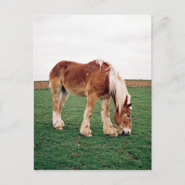 Carte Postale Cheval de l'Amish en campagne (Devant)