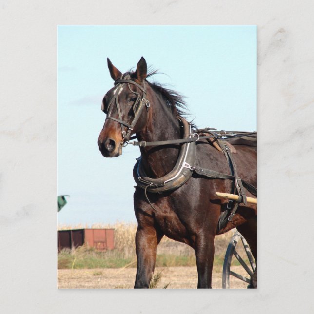 Carte Postale Cheval de l'Amish rural et buggy (Devant)