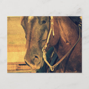 Carte Postale Cheval de l'Ouest