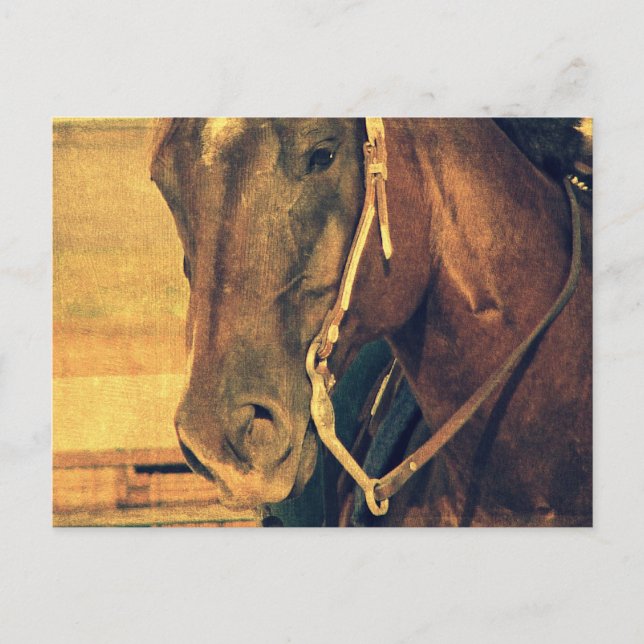 Carte Postale Cheval de l'Ouest (Devant)