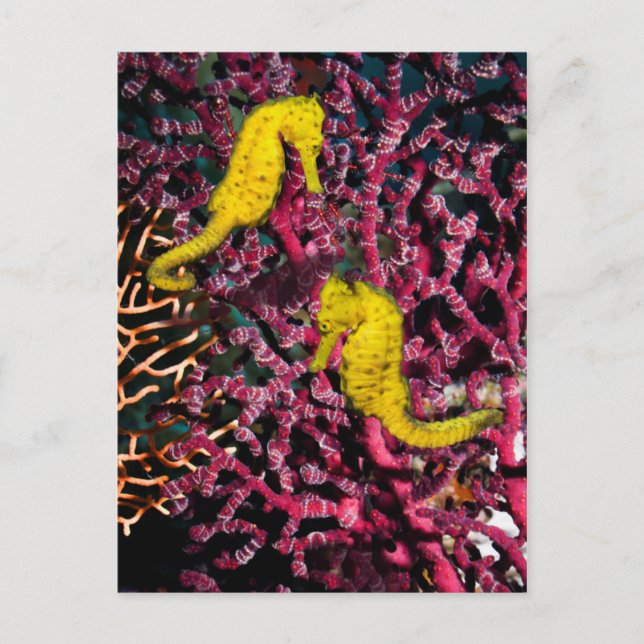 Carte Postale Cheval de mer commun | Hippocampus Taeniopterus (Devant)