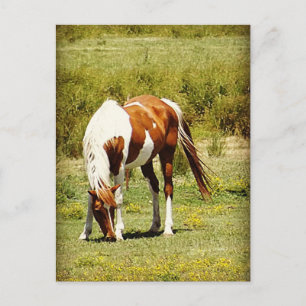 Carte Postale Cheval de peinture