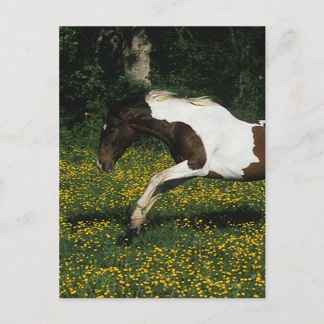 Carte Postale Cheval de peinture courant dans le champ de fleurs (Devant)