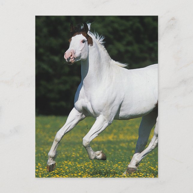 Carte Postale Cheval de peinture courant dans le champ de gravit (Devant)
