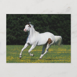 Carte Postale Cheval de peinture courant dans un champ herbeux