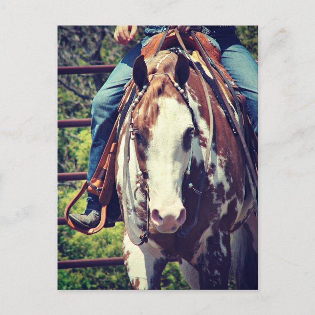 Carte Postale Cheval de peinture de l'Ouest (Devant)