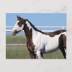Carte Postale Cheval de peinture debout