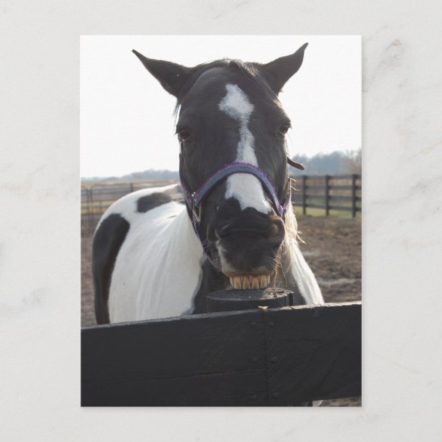 Carte Postale Cheval de Peinture Pinto Playful (Devant)