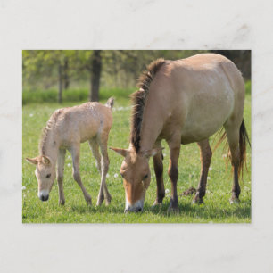 Carte Postale Cheval de Przewalski et poulain en pâture
