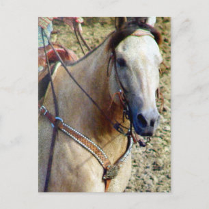 Carte Postale Cheval de rodéo Buckskin