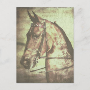 Carte Postale Cheval de Saddlebred