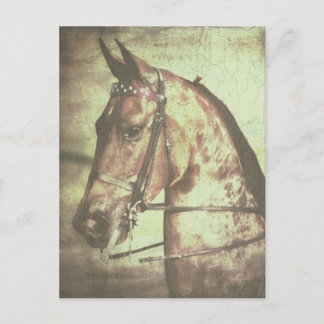 Carte Postale Cheval de Saddlebred (Devant)