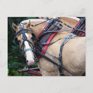 Carte Postale Cheval de trait regardant en arrière Merci