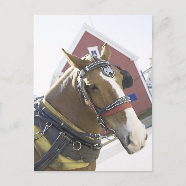 Carte Postale Cheval de transport de châtaignes (Devant)