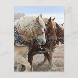 Carte Postale Cheval de travail américain