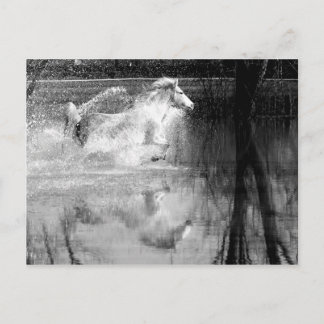 Carte Postale Cheval d'eau blanche à galop