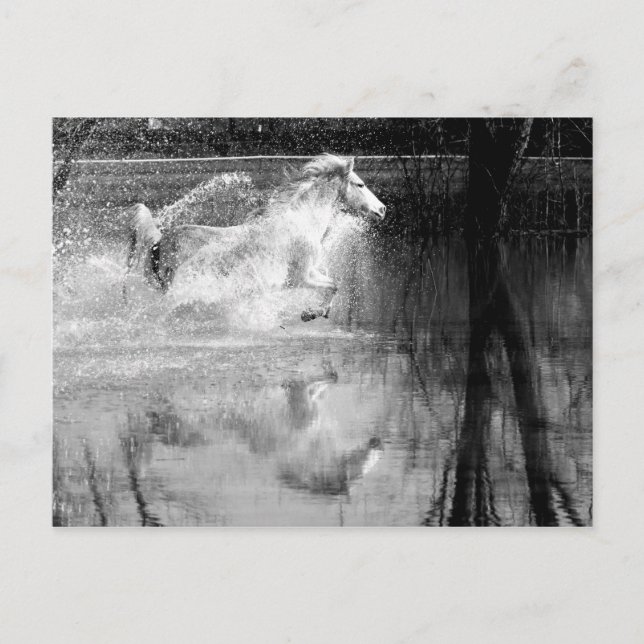 Carte Postale Cheval d'eau blanche à galop (Devant)