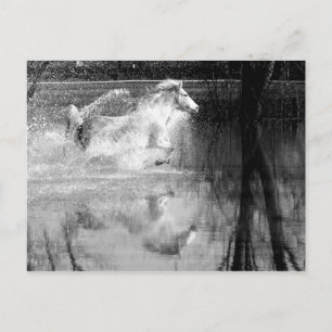 Carte Postale Cheval d'eau blanche à la galopante