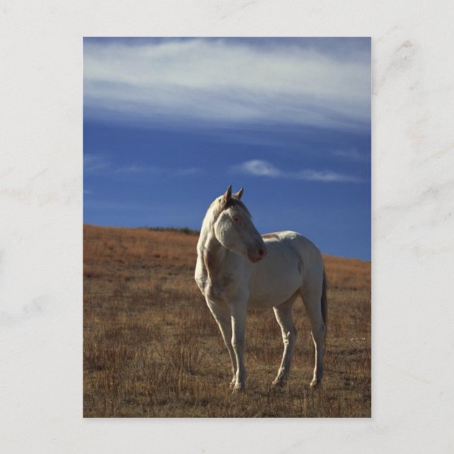 Carte Postale Cheval debout (Devant)