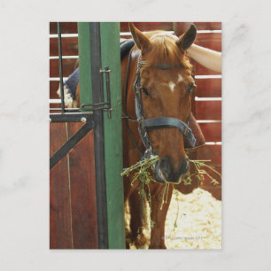 Carte Postale Cheval debout dans une écurie