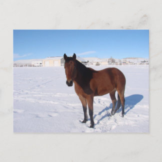 Carte Postale Cheval d'hiver
