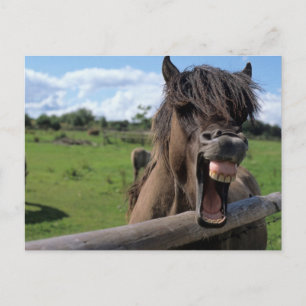 Carte Postale Cheval d'Islande
