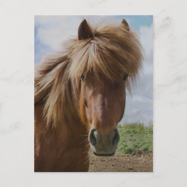 Carte Postale Cheval d'Islande III (Devant)