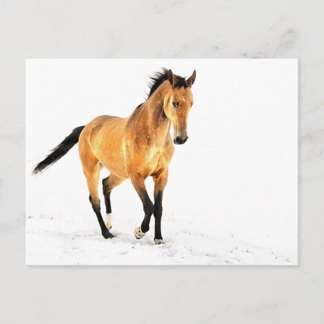 Carte Postale Cheval d'or dans la neige (Devant)