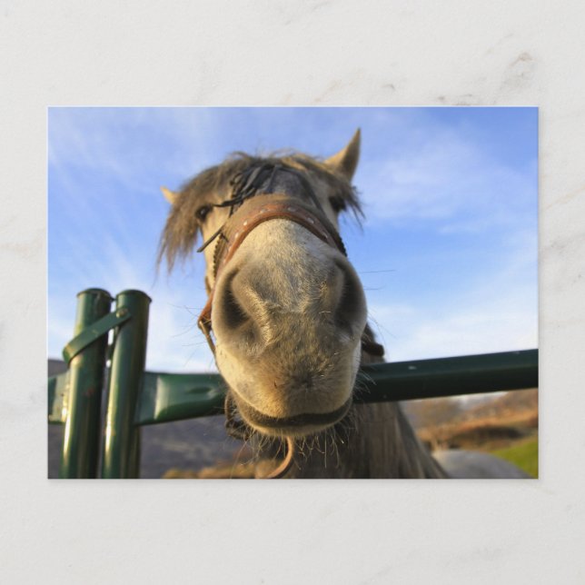 Carte Postale Cheval drôle (Devant)