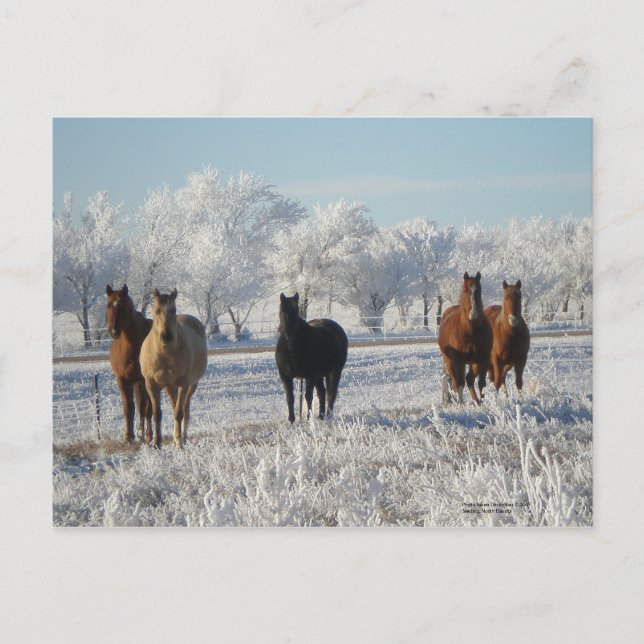 Carte Postale Cheval du mouton noir (Devant)