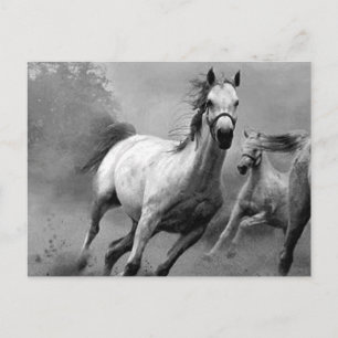 Carte Postale Cheval en course