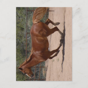 Carte Postale Cheval en course.