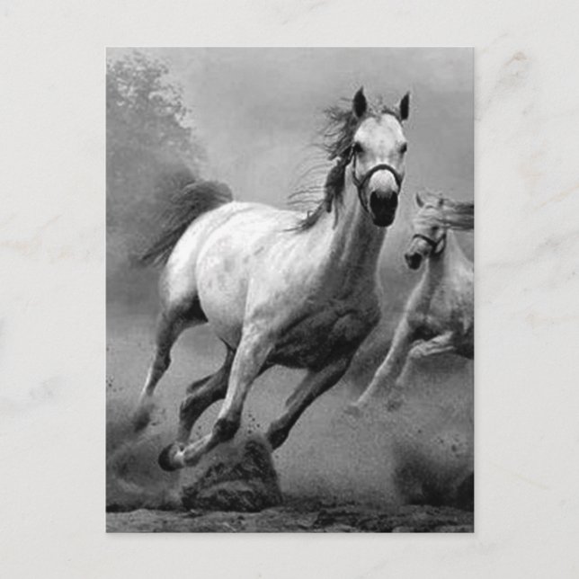 Carte Postale Cheval en course (Devant)
