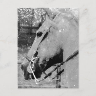 Carte Postale Cheval en noir et blanc