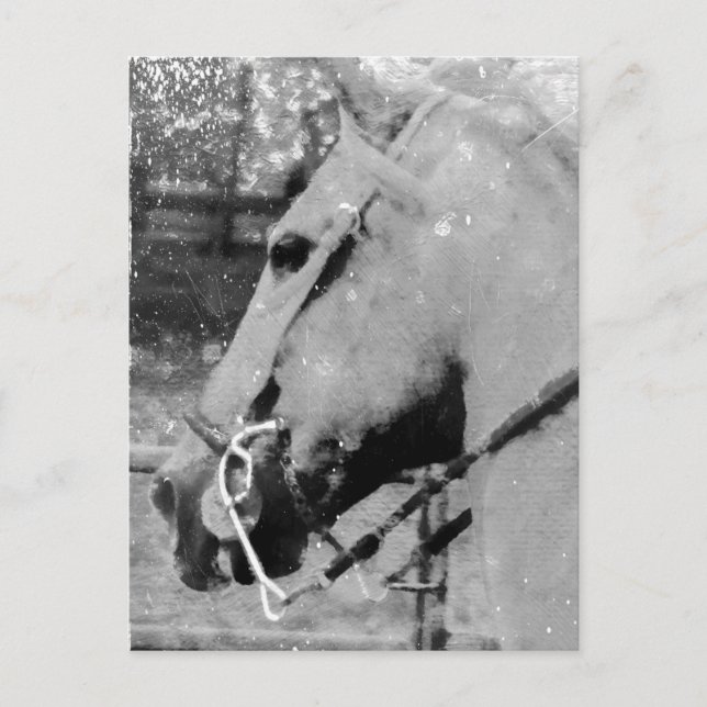 Carte Postale Cheval en noir et blanc (Devant)