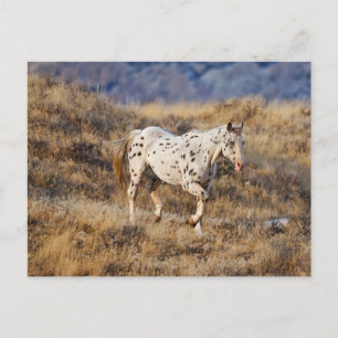 Carte Postale Cheval errant dans les collines panoramiques de Bi