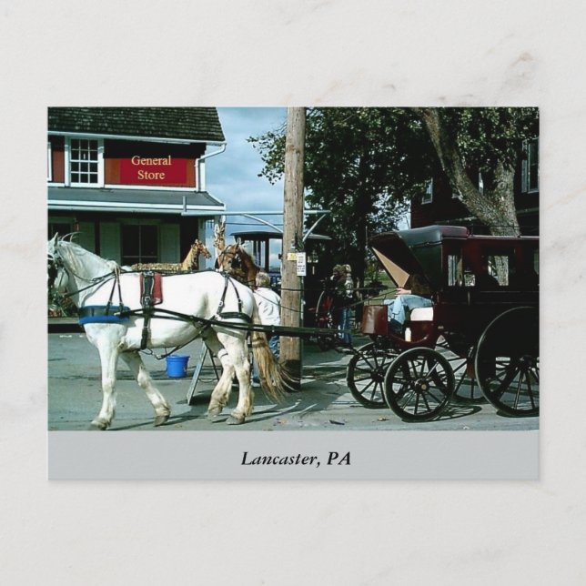 Carte Postale Cheval et Buggy (Devant)