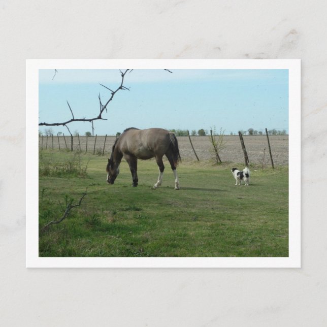 Carte Postale cheval et chien (Devant)