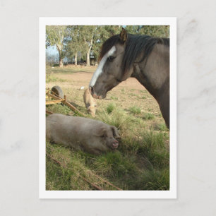 Carte Postale cheval et cochons