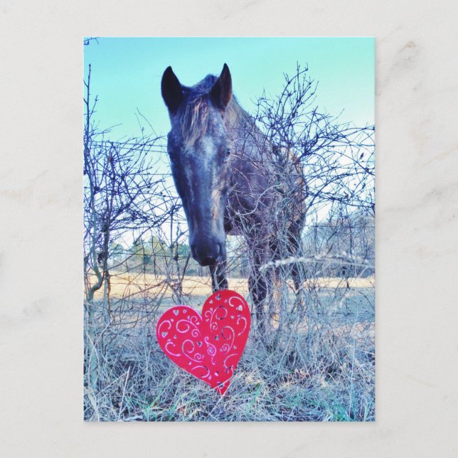 Carte Postale Cheval et Cœur (Devant)
