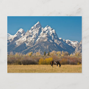 Carte Postale Cheval et Grand Tetons, Moose Head Ranch