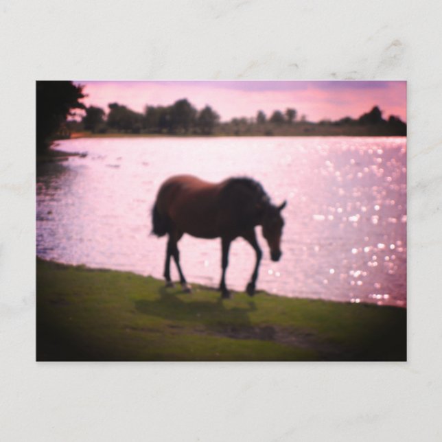 Carte Postale Cheval et lac (Devant)
