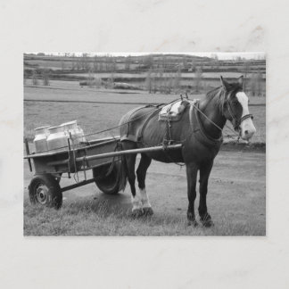 Carte Postale Cheval et Panier