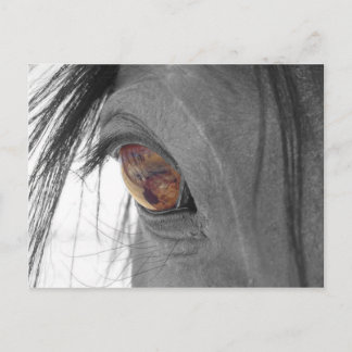 Carte Postale Cheval Eye II