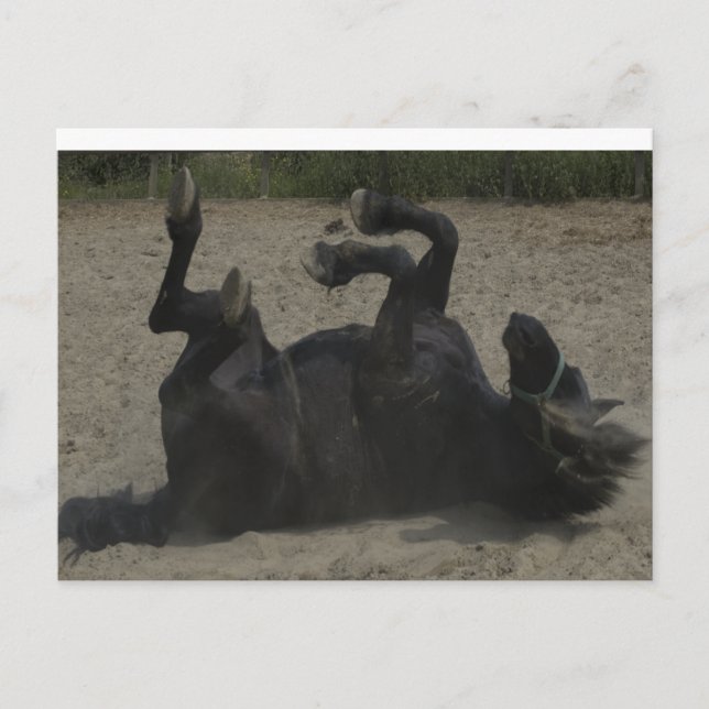 CARTE POSTALE CHEVAL FROLICKING (Devant)