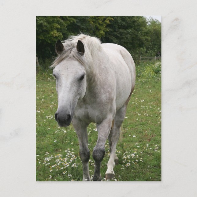 Carte postale Cheval gris (Devant)