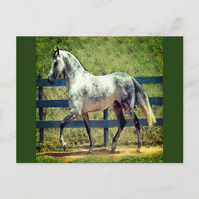 Carte postale Cheval gris (Devant)