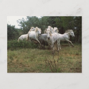 Carte Postale Cheval Gris