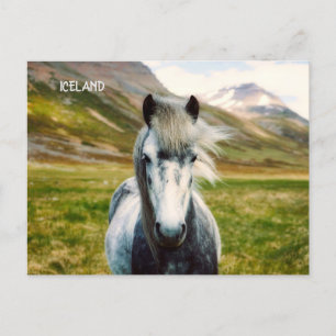 Carte Postale Cheval gris sauvage