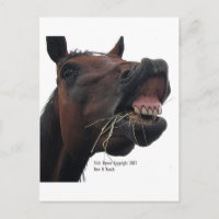 Cheval : Hay !